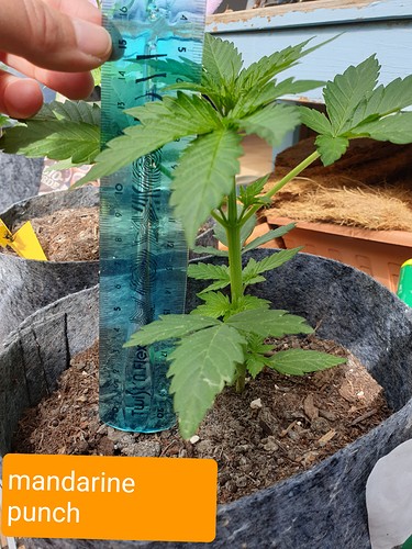 Growreport Bild 7