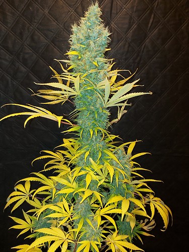 Growreport Bild 8