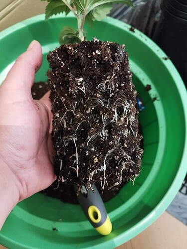 Growreport Bild 7