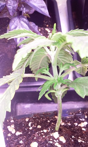 Growreport Bild 5