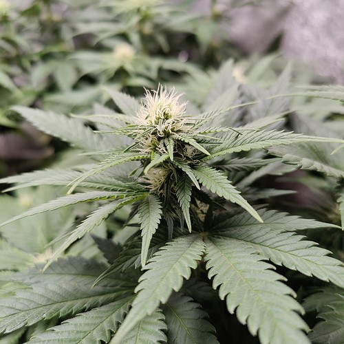 Growreport Bild 12