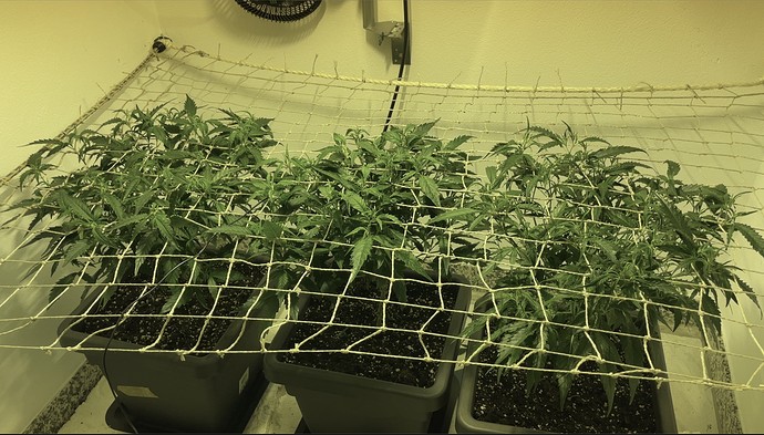 Growreport Bild 9