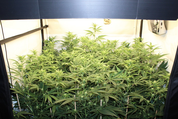 Growreport Bild 2