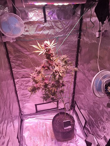 Growreport Bild 5