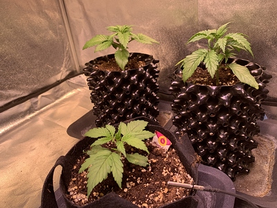 Growreport Bild 1