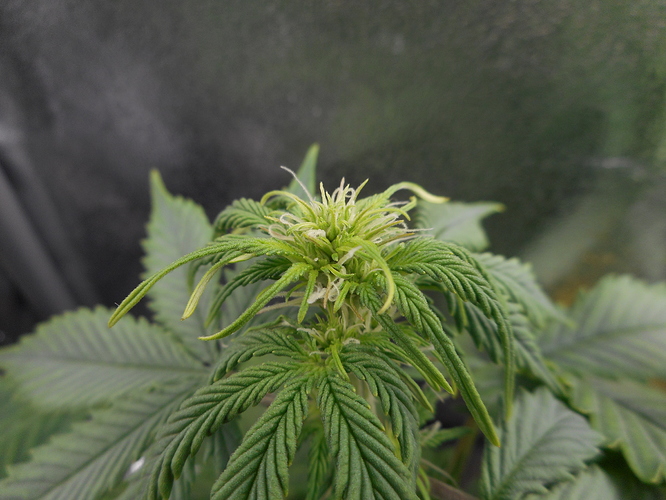 Growreport Bild 4