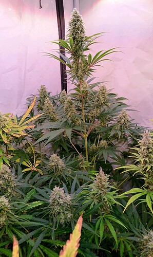 Growreport Bild 5