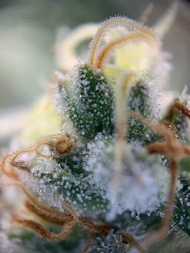 Growreport Bild 17