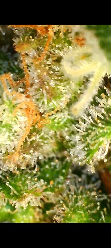 Growreport Bild 29