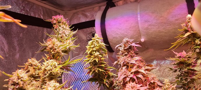 Growreport Bild 38