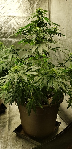 Growreport Bild 5