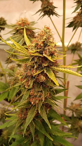 Growreport Bild 19