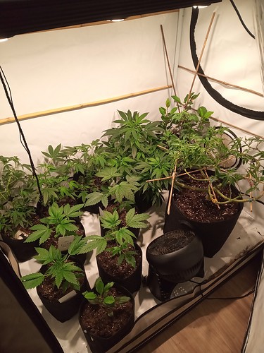 Growreport Bild 66