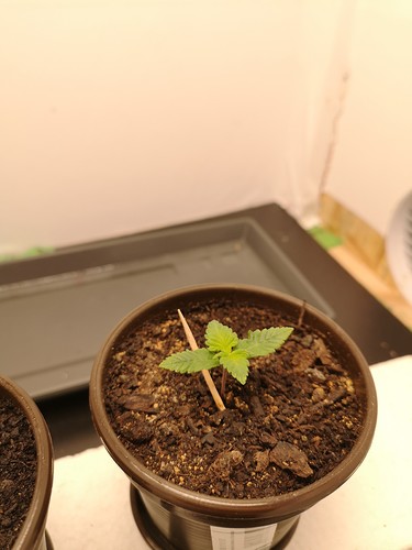 Growreport Bild 2