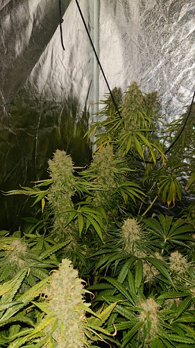 Growreport Bild 3