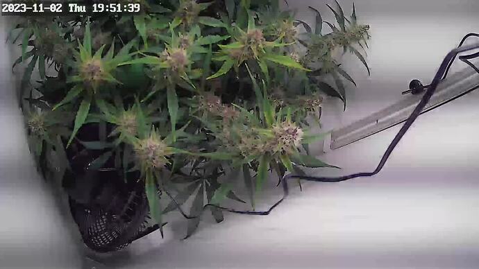 Growreport Bild 5