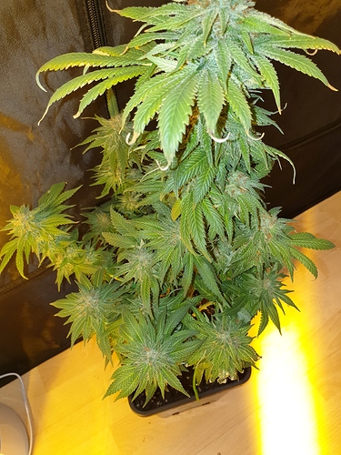 Growreport Bild 41