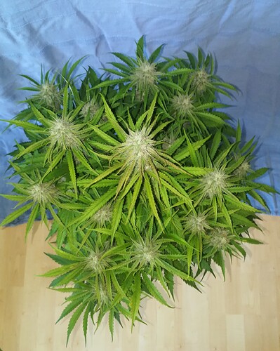 pineapple day63 h