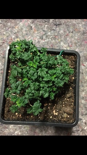 Growreport Bild 2