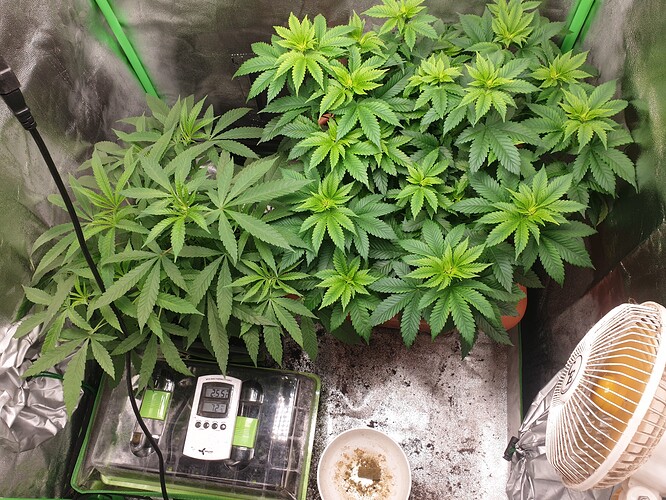 16218447258481283294310064928443