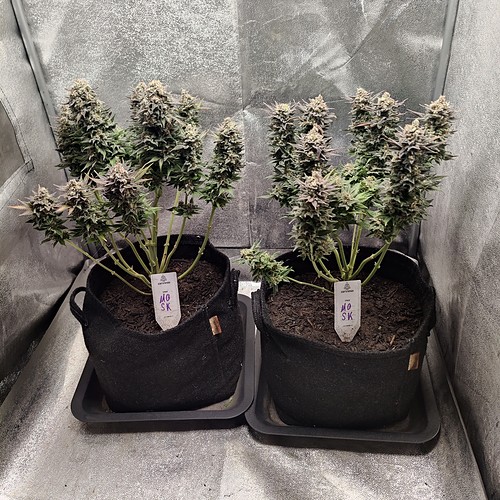 Growreport Bild 32