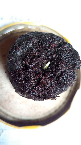 Growreport Bild 3