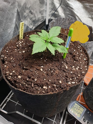 Growreport Bild 1