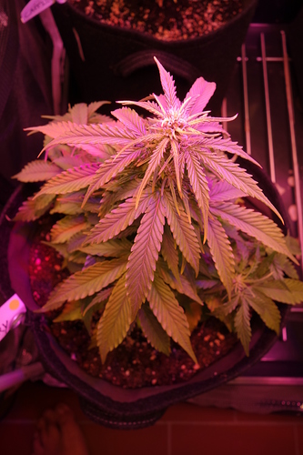 Growreport Bild 44