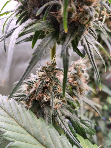 Growreport Bild 31