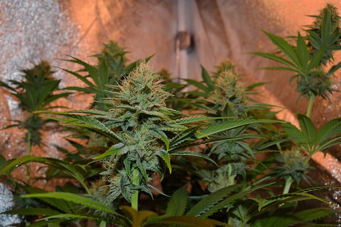 Growreport Bild 15