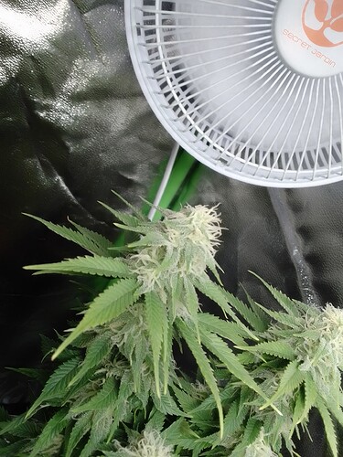Growreport Bild 6