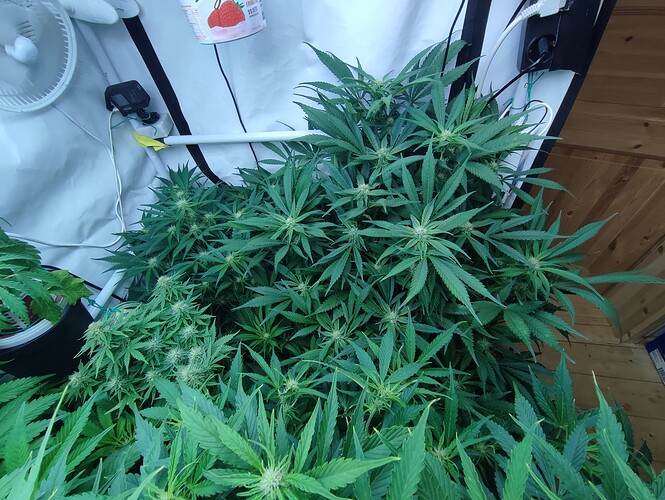 Growreport Bild 60