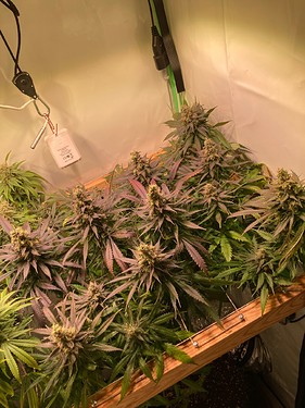 Growreport Bild 7