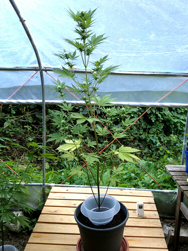 Growreport Bild 13