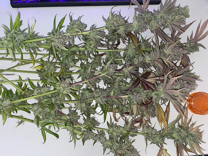 Growreport Bild 3