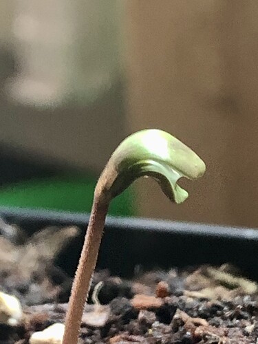 Growreport Bild 6