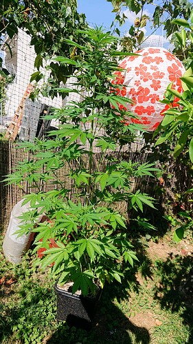 obscura1660681409582