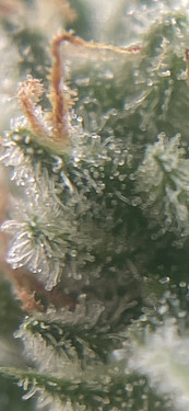 Growreport Bild 6