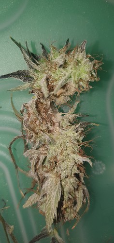 Growreport Bild 19