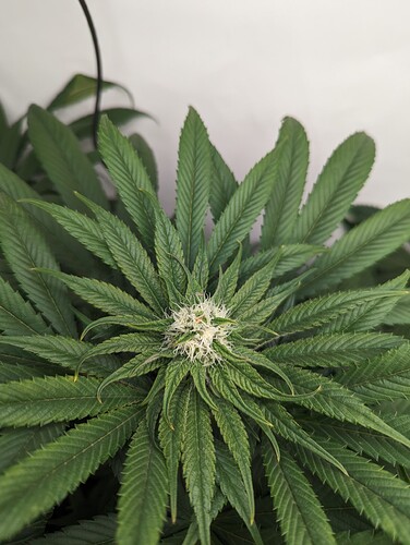 Growreport Bild 5