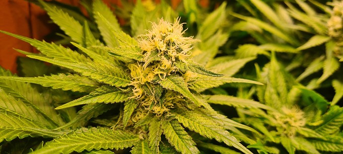 Nahaufnahme einer blühenden Cannabispflanze mit hellgelben Blüten und grünen Blättern.