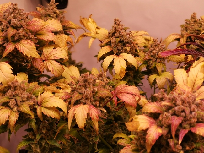 Growreport Bild 5