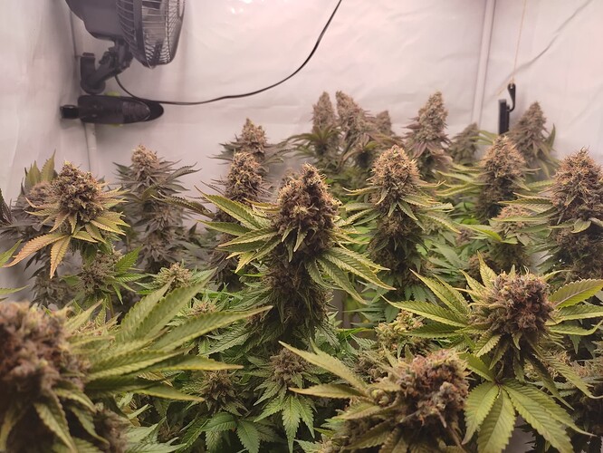 Growreport Bild 7