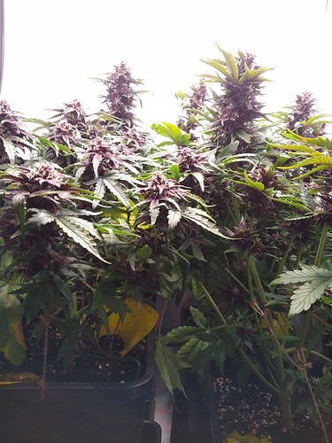 Growreport Bild 2