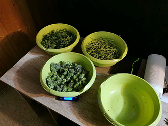 Growreport Bild 8