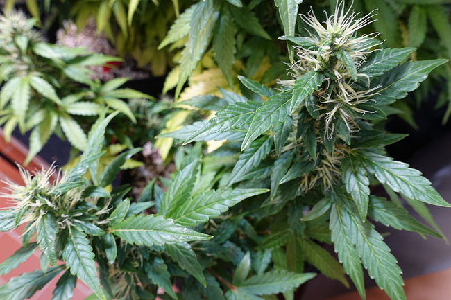 Growreport Bild 13