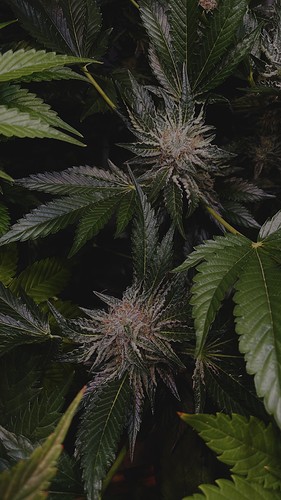 Growreport Bild 7