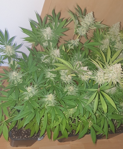 Growreport Bild 7