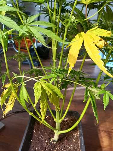 WhatsApp Image 2021-02-12 at 10.41.11