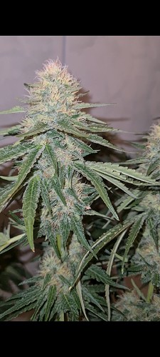 Growreport Bild 1
